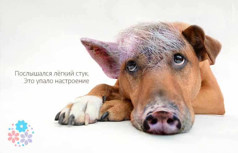 Смешные цитаты про настроение