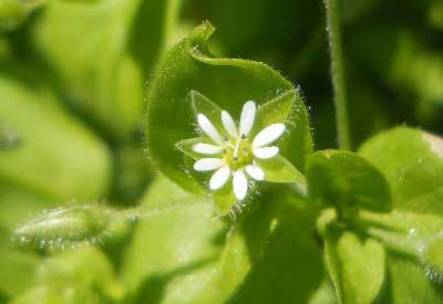 звездчатка