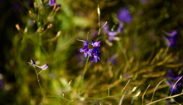На Ивана Купалу люди проводили магические обряды