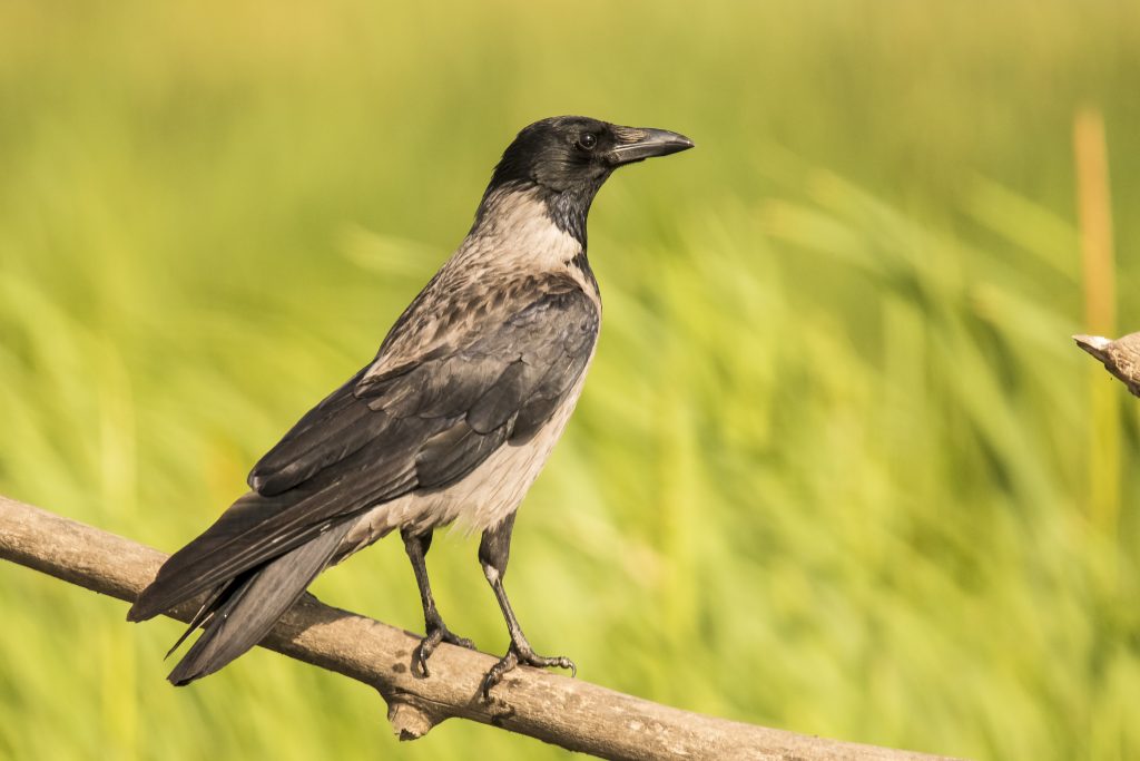 если ворона села