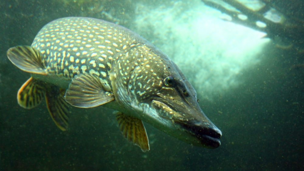 Большая щука в естественной среде обитания