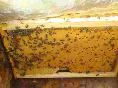 Условия медосбора - влияние на медосбор расплода в улье