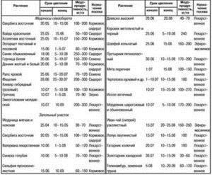 Гречиха как медонос: характеристика, при какой температуре выделяет нектар, сколько цветёт гречка для медосбора, сколько килограмм с