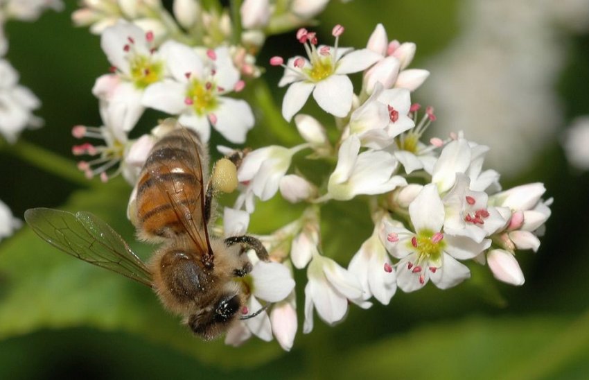 Медосбор с гречихи