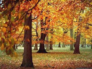 Приметы осени: октябрь, о названии месяца