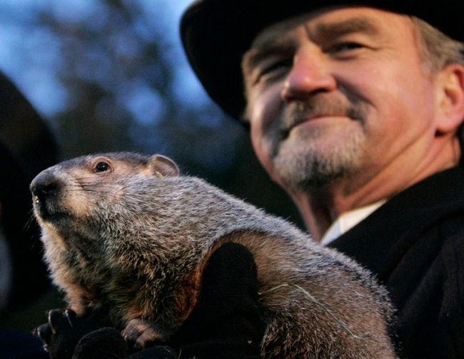 Сурок Фил - знаменитый «предсказатель погоды» современности!