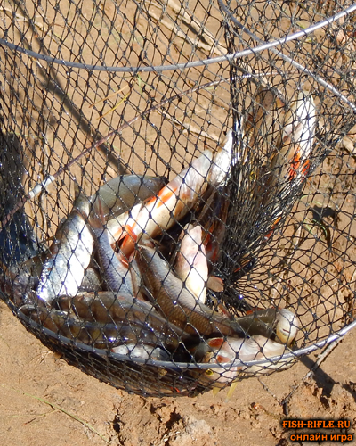 Как сохранить улов в жару?