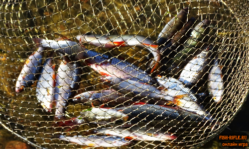 Ловля плотвы летом