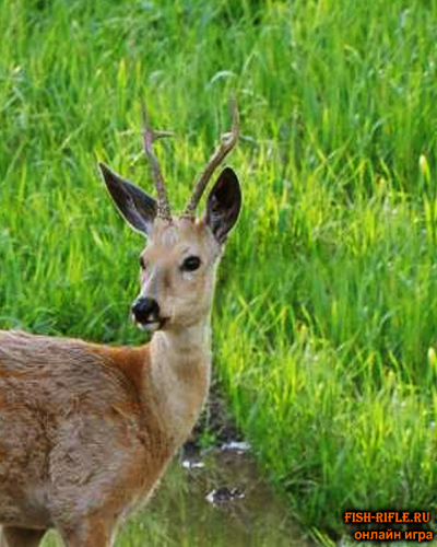Охота на косулю.