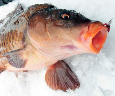 Как зимует карп в пруду