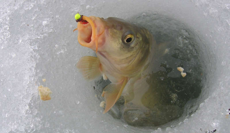 Как зимует карп в пруду