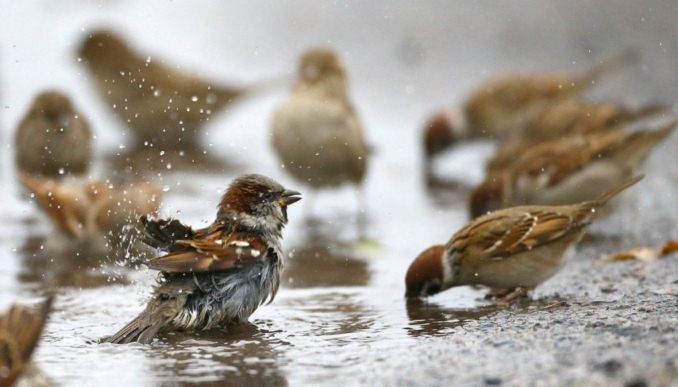 народные приметы для определения погоды ворона купается