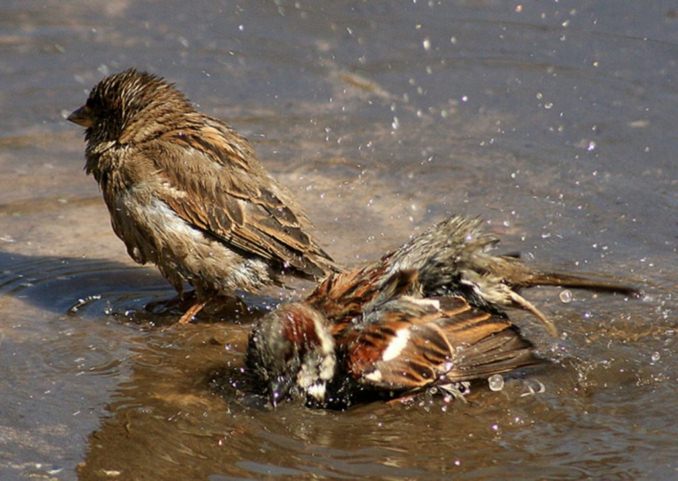 народные приметы для определения погоды ворона купается