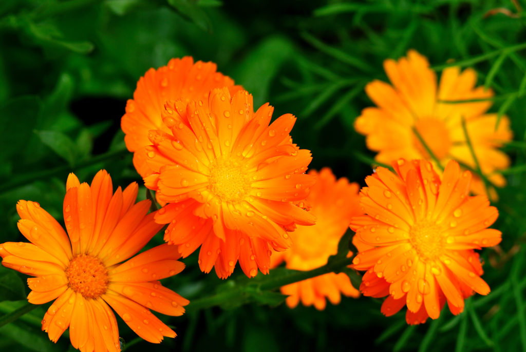 Приметы к дождю