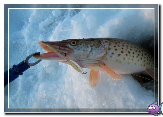 lovlya-shuki-zimoi-na-blesnu