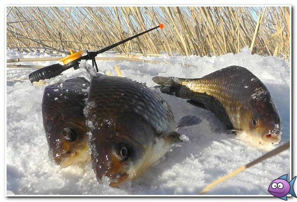 карась в январе на мормышку