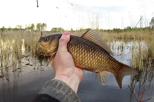 условия ловли