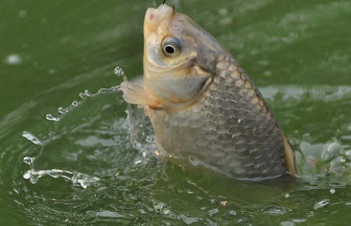 давление и рыбалка