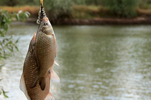 карась и погода