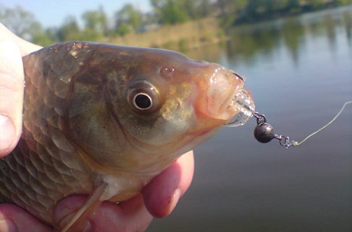 влияние ветра на карася