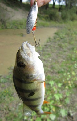 Окунек на вертушку у травы