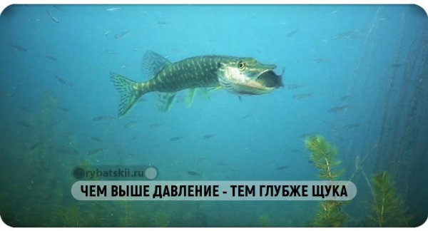 В какую погоду лучше клюёт щука зимой и при каком давлении