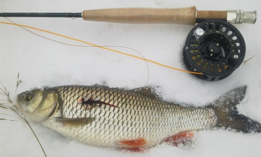 Ловля голавля зимой