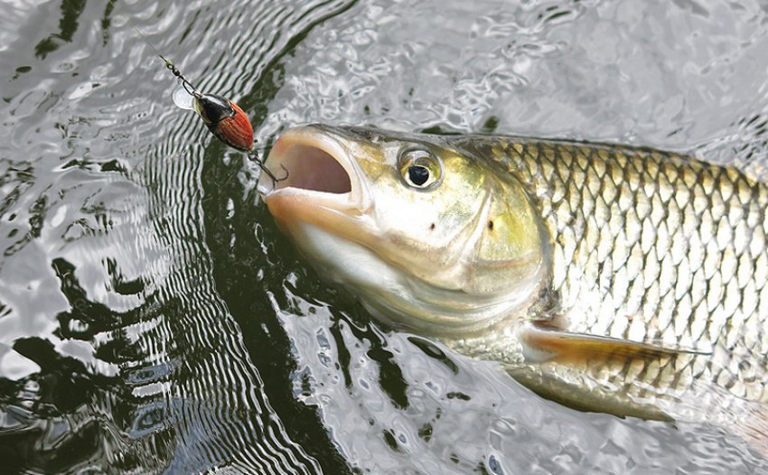 Клёв голавля