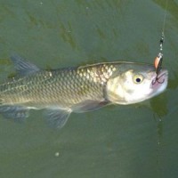 Когда клюет рыба голавль