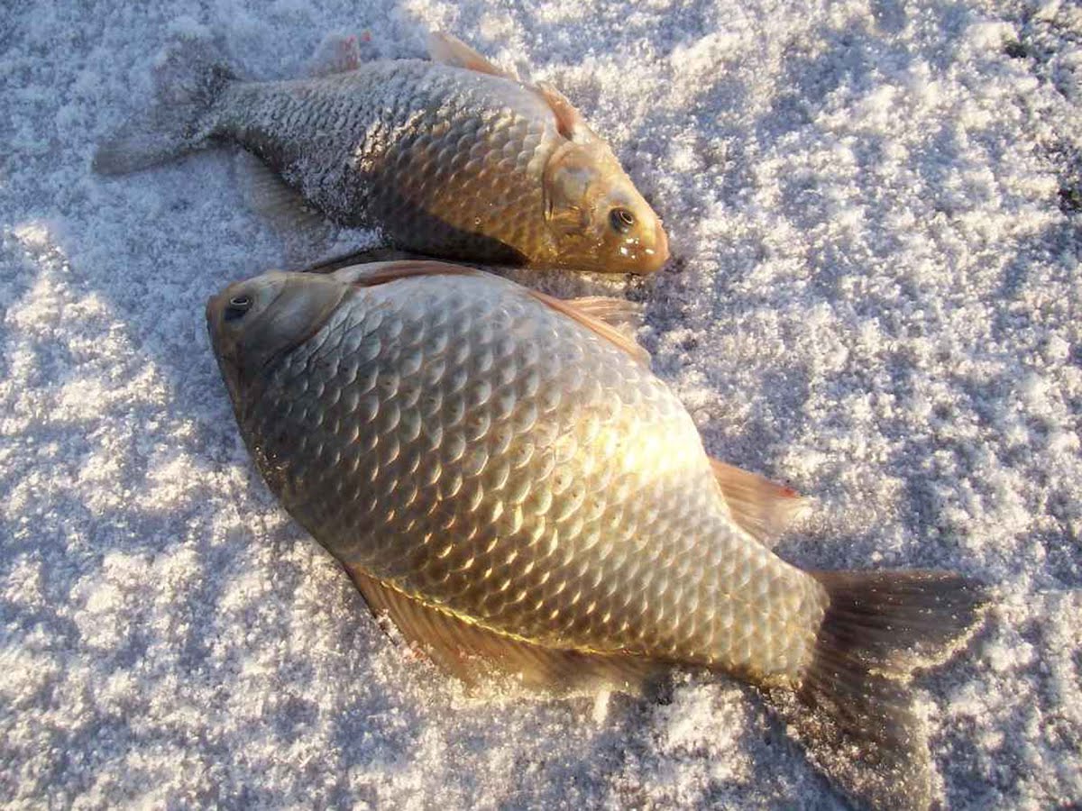 Рыбалка на карася зимой