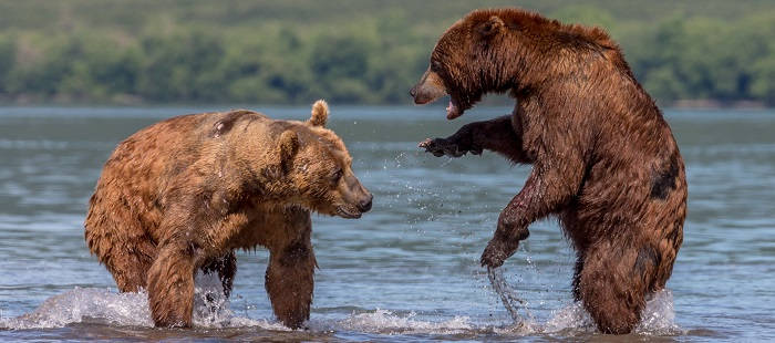 Медведи на Камчатке