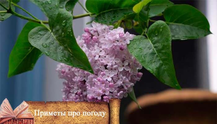 свадьба в мае 2021 приметы