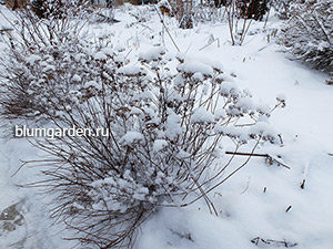 Январь на даче © blumgarden.ru