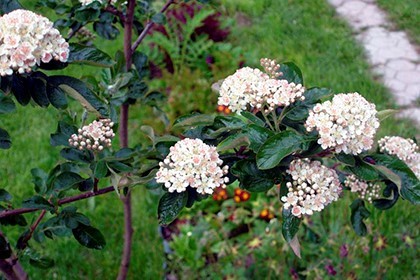 Народные приметы о погоде по растениям: как предсказать на основе наблюдений