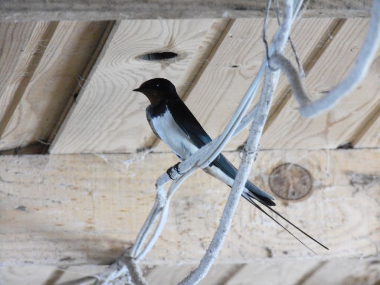 Приметы погода