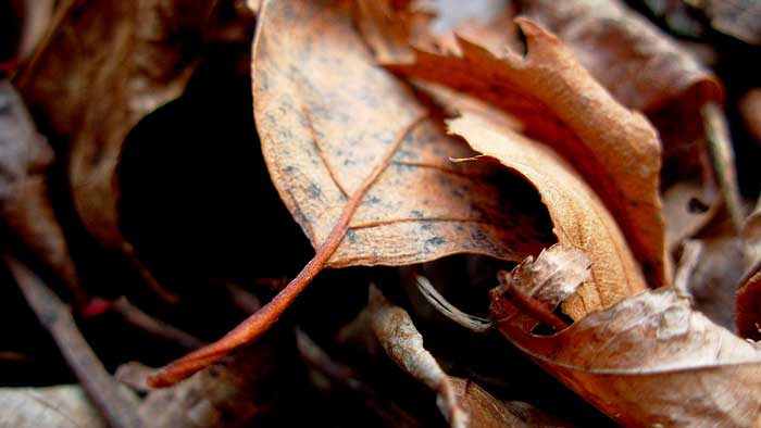 опавшие листья