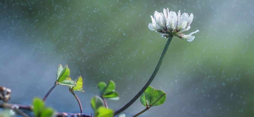 Народные приметы о погоде в мире растений