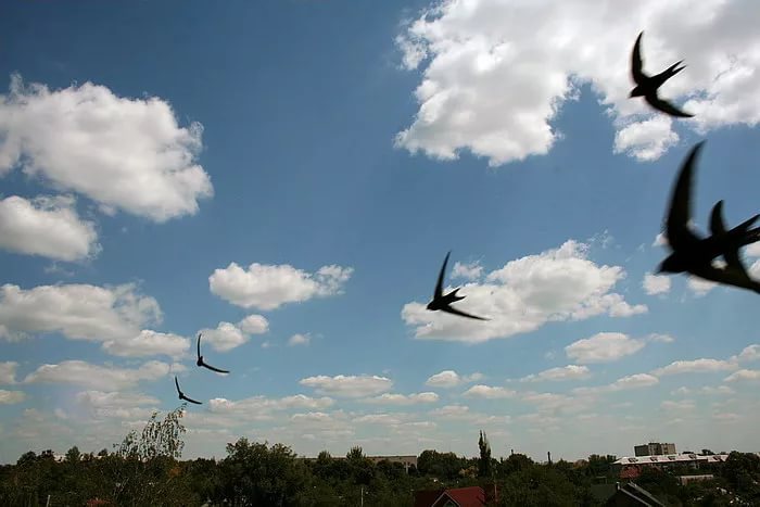 Предсказание погоды по народным приметам: пословицы и поговорки