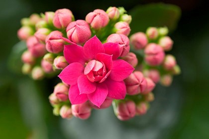 Народные приметы о погоде по растениям: как предсказать на основе наблюдений