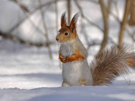 Народные приметы погоды на январь