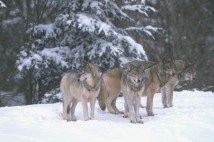 Народные приметы про животных