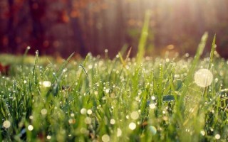 Народные приметы про погоду: природные явления, животные, растения