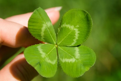 клевер с 4 лепестками