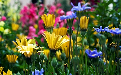 разноцветные цветы