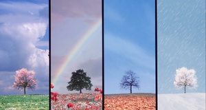 Народные приметы по растениям