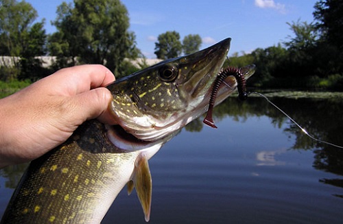 щука в руке