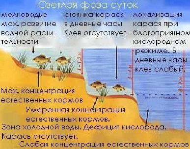 Светлая фаза карася