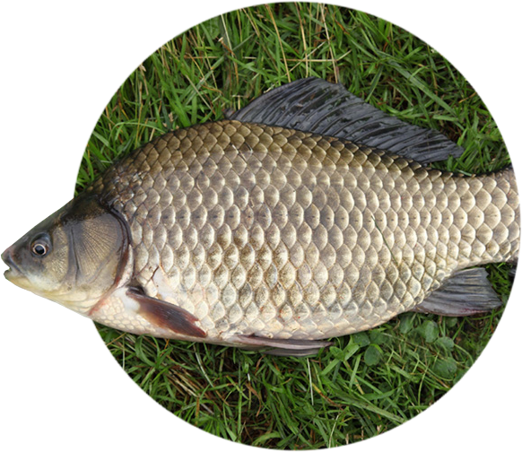 Пойманный карась