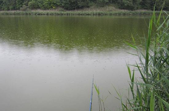 Мелкий дождик. Гладь