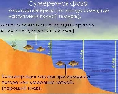 Сумеречна фаза карася